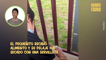 Un grupo de personas salvaron a un gatito de un río y su heroísmo fue aplaudido en Internet