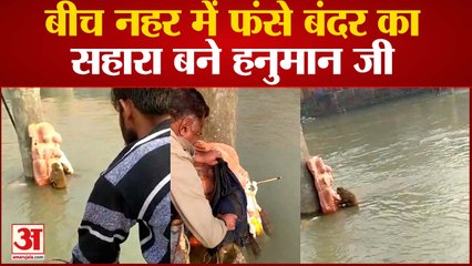 बीच नहर में फंसे बंदर का सहारा बने हनुमान जी