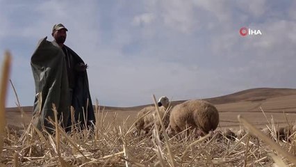 Çobanlık mesleği bilimselleşti