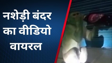 दारूबाज बंदर ग्राहकों से छीनकर पी जाता है शराब, न मिले तो करता है हंगामा, देखें वीडियो