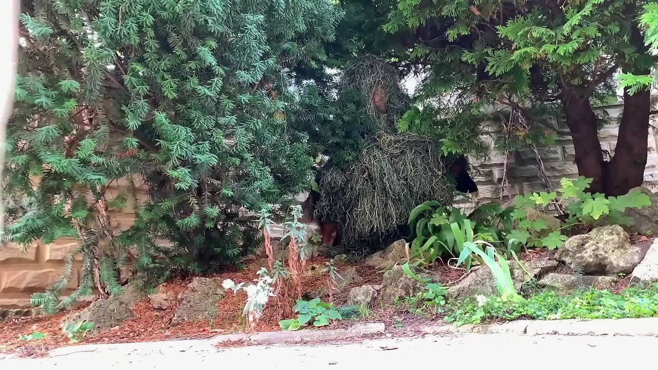 Playing EXTREME Hide and Seek with My Dogs