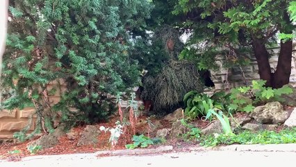 Playing EXTREME Hide and Seek with My Dogs