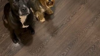 Dog Funny Video