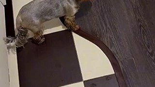 Dog Funny Video