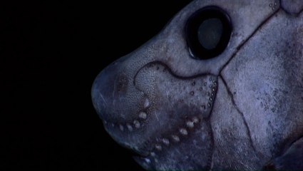 Eerie creatures of the deep sea