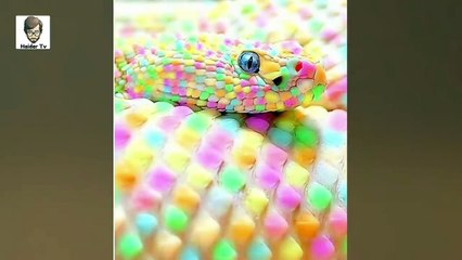 Most Rare Snakes You Never Seen Before - Haider Tv