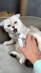 How to trim your cat`s claws