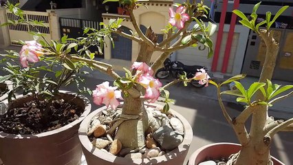 how to get seeds from adenium plant or desert rose plant