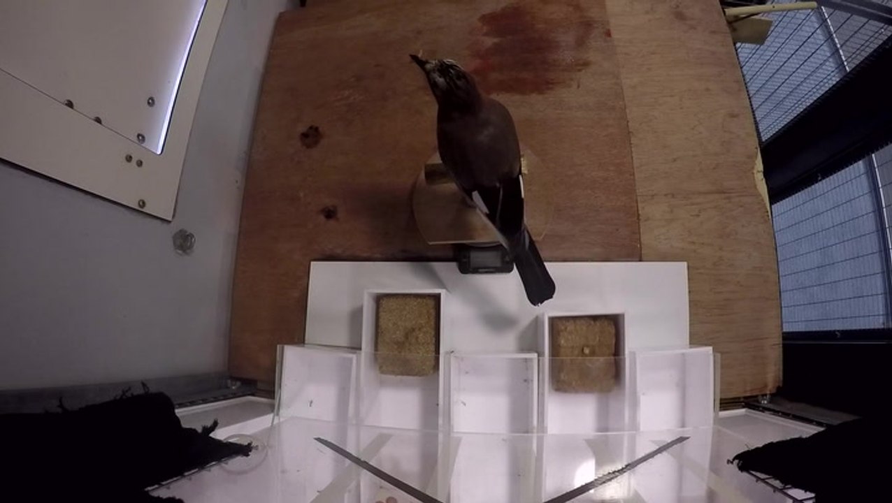 Experiment shows birds using self-control to resist food temptation