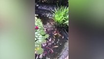 Greedy otter steals koi carp from garden pond before ‘scoffing more than 100’ fish