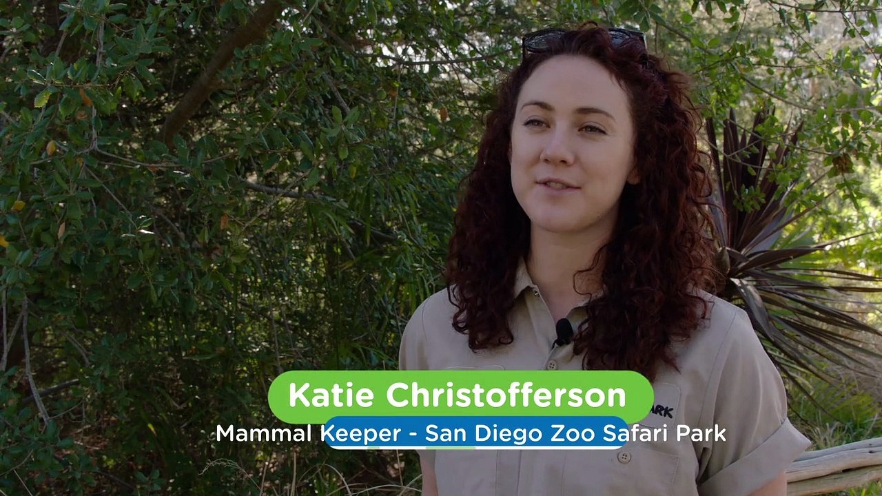 There’s Nothing Better Than Reuniting With a Pal After Surgery and This Tiger Cub Got to Experience Just That