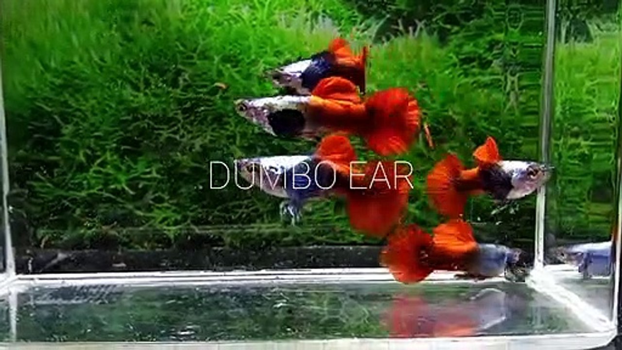 Guppy prtd Ros