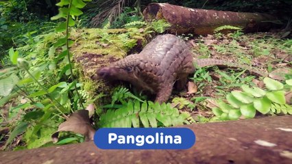 What Is The Big Difference Between Pangolins and Armadillos?