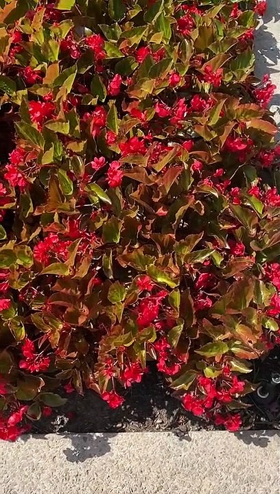 Pretty flowers