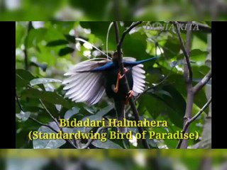 satwa liar dunia kita, macam macam burung, burung yang di lindungi