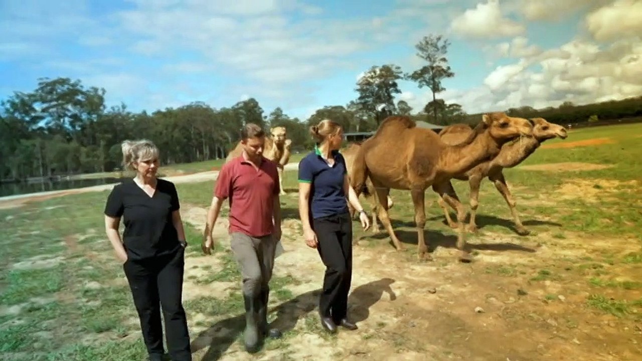 Vets in regional Australia endure long hours, poor pay and an emotionally distressing work environment