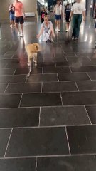 Dog Happy Moment #Dog #Funny Animal #funny Animal Video #funny video #funny kids