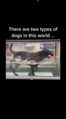 Two Type Dogs #Dog #Funny Dog #funny Animal Video #funny video #funny kids