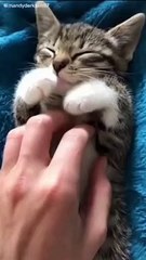 Funny Cat #cat #Funny Cat #funny Animal Video #funny video #funny kids
