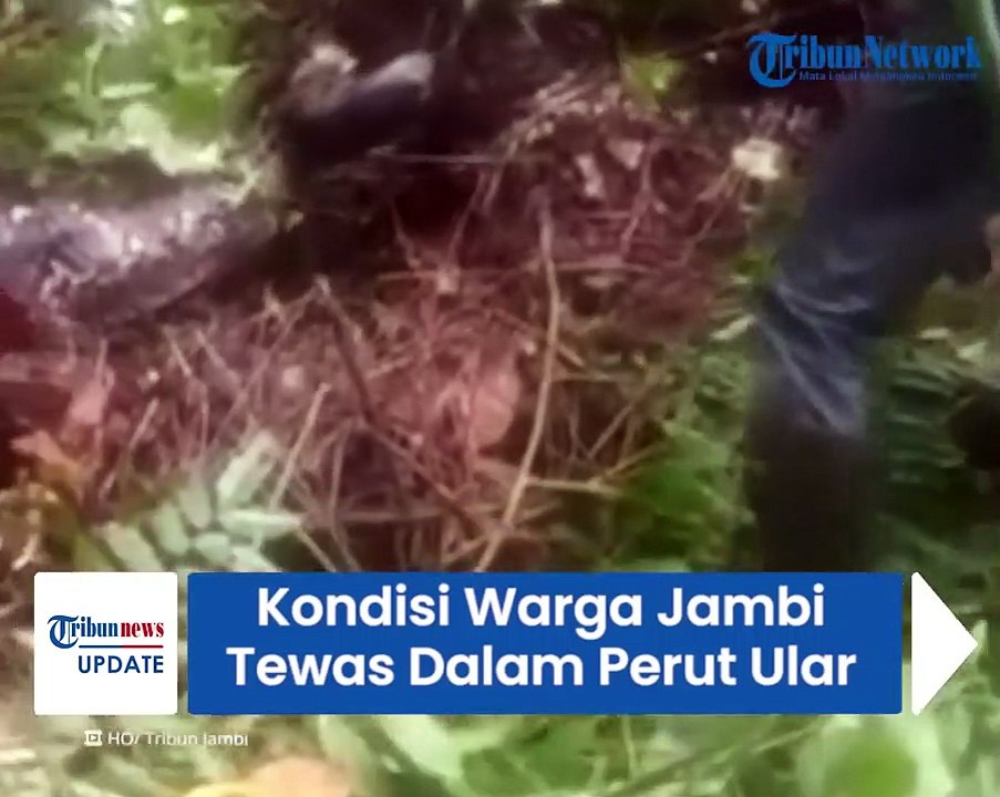 Kondisi Warga Jambi yang Ditemukan di Dalam Perut Ular Piton, Tewas dan Jasadnya Masih Utuh