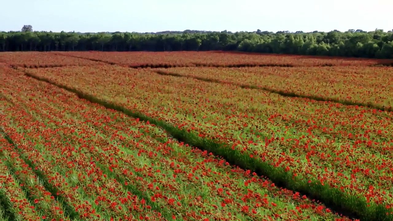 Into The Badlands - Se1 - Ep03 - White Stork Spreads Wings HD Watch HD Deutsch