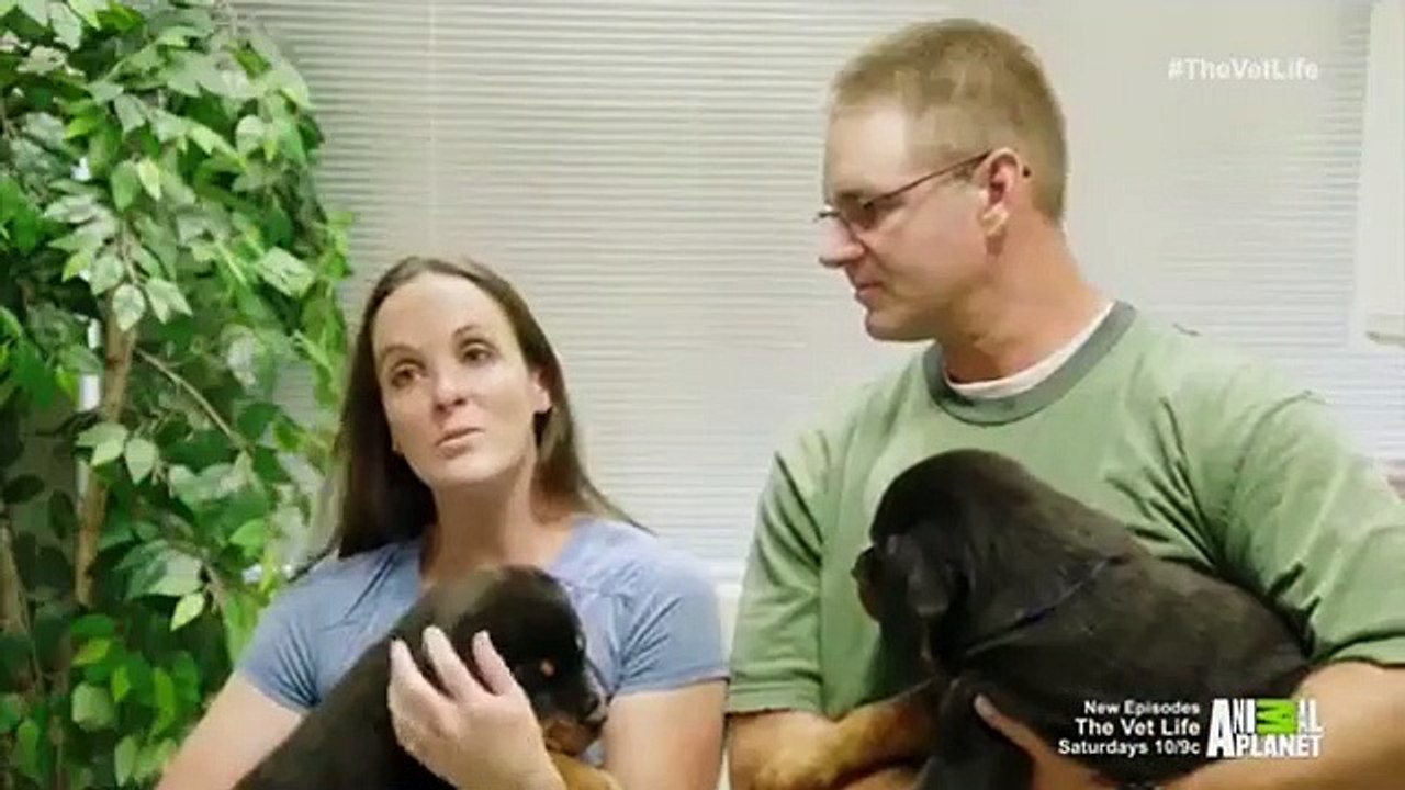 The Vet Life - Se1 - Ep07 HD Watch HD Deutsch