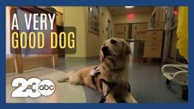 Wisconsin hospital dog helps children and families going through treatment