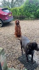 Dog's Lips Get Stuck to his Teeth