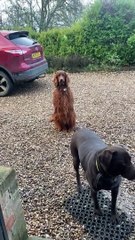 Dog's Lips Get Stuck to his Teeth