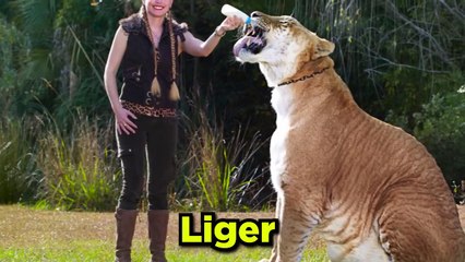 TOP 10 ANIMALS HYBRID You Don't Know About _ Pawsome Facts