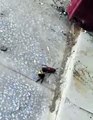 【やや閲覧注意】スズメバチVSゴキブリ（wasp  vs cockroach）