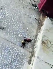 【やや閲覧注意】スズメバチVSゴキブリ（wasp  vs cockroach）