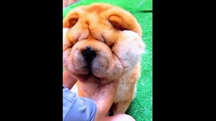 AWW Cute Baby Animals Videos Compilation _ Funny and Cute Moment of the Animals