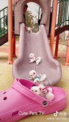 Mini Pomeranian - Chó Phốc sóc Mini Cực Dễ Thương