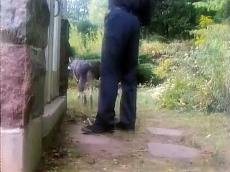 The Littlest Hobo - Se1 - Ep09 HD Watch HD Deutsch
