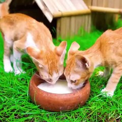 Bamboo play area was built for a group of kittens by a Cambodian youtuber