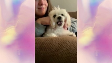 Funniest Animals Video - Funny Dogs And Cats - Try Not To Laugh Animals 2022