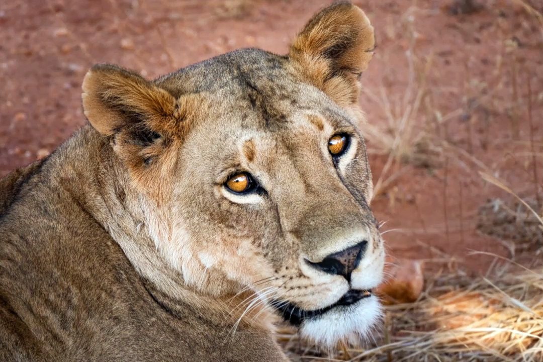 Lion