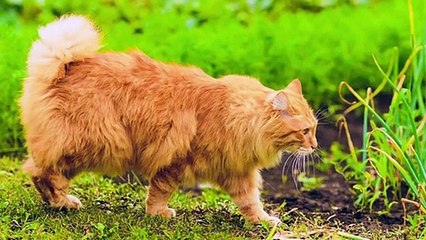 jenis kucing terlucu di dunia