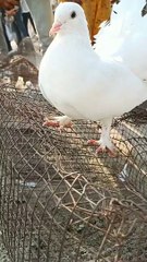 Laka Kabutar Best Fancy Pigeons