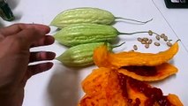 Gardening idea: Growing bitter melon without water, without caring