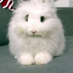 The world's fluffiest rabbit #shorts #viralshorts
