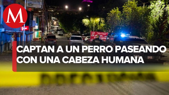 Un perro pasea por Zacatecas con una cabeza humana en el hocico
