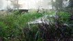Fog Forest in 4K | Beautiful Foggy Morning in Forest | Foggy Forest Stock Footage Copyright Free