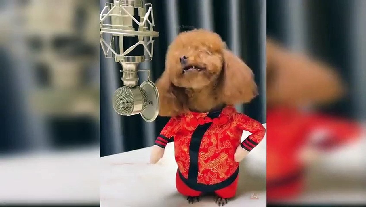 Baby Dogs - Cute and Funny Dog Videos Compilation _9 _ Animals(480P)