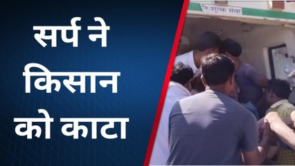 तेंदूखेड़ा:जहरीले सांप ने किसान को डसा, हालत गंभीर