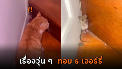 เอ็นดูไวรัล 3 ล้านวิว ! คู่ปรับทอม & เจอร์รี่ จนมุมจนต้องร้องขอชีวิต