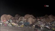 Sarıkamış'ta kış uykusu öncesi besin depolayan ayılar kamerada