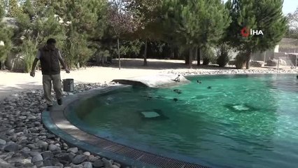 Penguenlerin balık ziyafeti