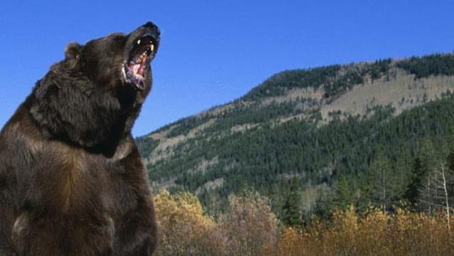 Köyde birden çalıların arasından fırlayan dev ayı ile boğuştu! Ölüm kalım savaşı veriyor